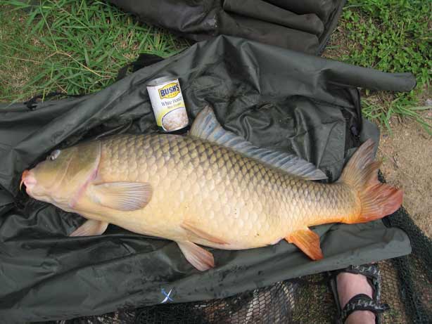 common carp. The best ways to catch carp on