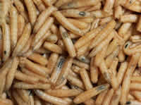 Maggots