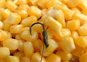 Sweetcorn