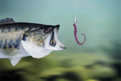 https://www.fish-site.com/images/worm-fishing_attacking.jpg